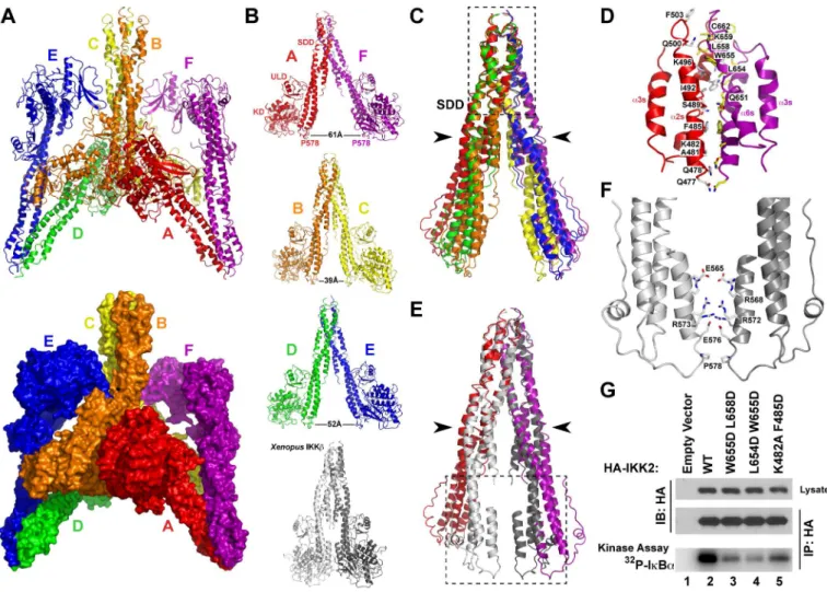 Figure 3. The hIKK2 dimer interface. (A) Ribbon diagram (top) and space filling (bottom) representations of six hIKK2 protomers in the asymmetric unit