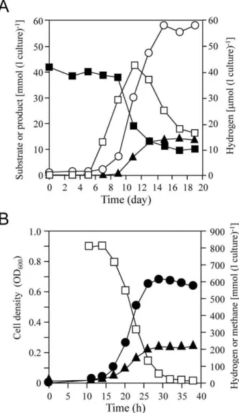 Fig. 1A shows the time course of butyrate, acetate, methane, and H 2 concentrations in a 500 ml-scale coculture