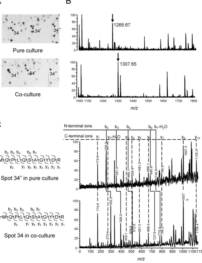 Figure 4. Two-DE and MALDI-TOF MS analyses of N-acetylation of proteasome a subunit. (A) Series of proteasome a subunits that appeared at different pI positions in 2-DE gels of pH 4.5–5.5