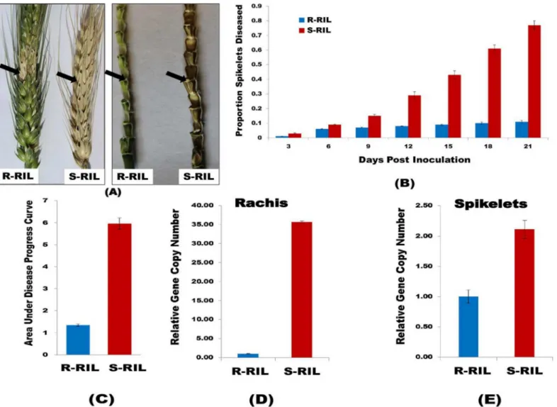 Fig 1. Phenotyping of RILs. (A). Spike and rachis of R-RIL and S-RIL, 21 dpi with F. graminearum spore suspension