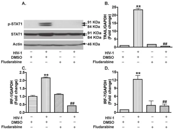 Figure 7. Fludarabine blocks HIV-1-induced STAT1 activation and gene expression of IRF-1, IRF-7, and TRAIL in macrophages