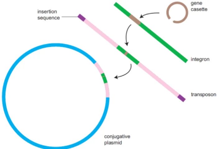 Figure 1 .: Depiction of the interaction between some Mobile Genetic Elements, showing the elements necessary for a gene cassette to be acquired by a plasmid (Retrieved from Norman et al.