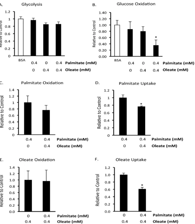 Fig 4. Effect of acute exposure to fatty acids on human BMMSC energy metabolism. A) Glycolysis, B) glucose oxidation, C) palmitate oxidation, D) palmitate uptake, E) oleate oxidation, and F) oleate uptake were measured in untreated human bone marrow mesenc