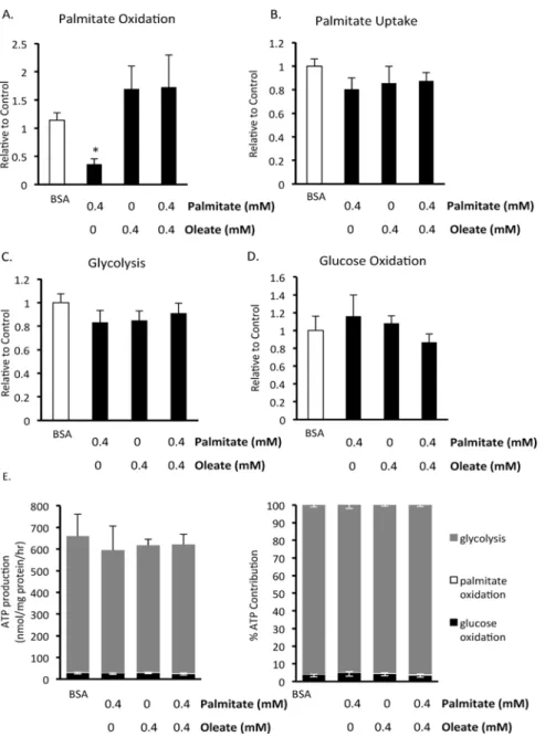 Fig 5. Effect of 24 hour exposure to fatty acids on human BMMSC energy metabolism. A) Palmitate oxidation, B) palmitate uptake, C) glycolysis, and D) glucose oxidation were measured in human BMMSCs that had been treated for 24 hr with either 0.55 mM albumi