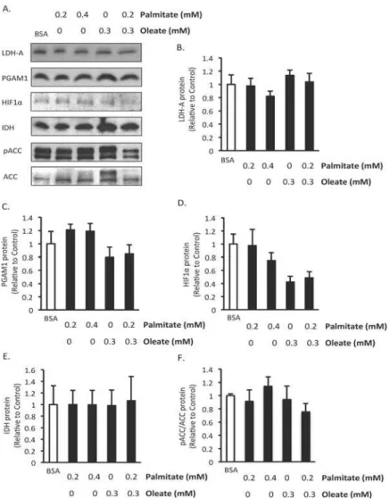 Fig 6. Effect of 24 hr exposure to fatty acids on expression of proteins involved in energy metabolism.