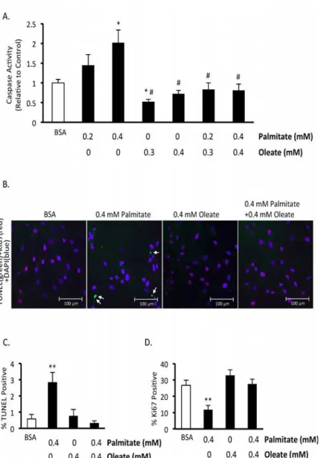 Fig 2. Oleate prevents palmitate-induced human BMMSC apoptosis and reduction in proliferation