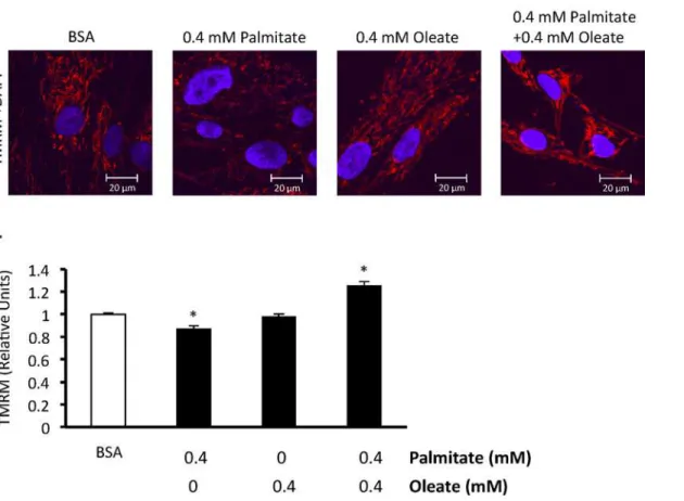 Fig 3. Effect of 24 hr exposure to palmitate and oleate on human BMMSC mitochondrial membrane potential