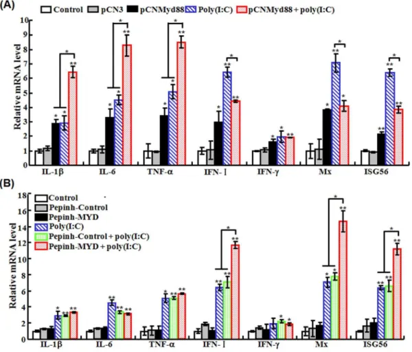Figure S3 Detection of pCNMyd8 plasmid (A) and expression of plasmid-derived Myd88 (B) in Japanese flounder tissues