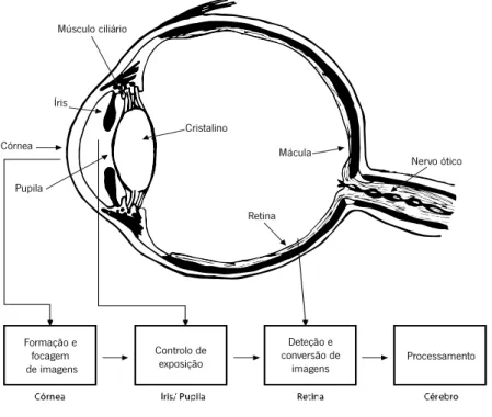 Figura 2.7 – Estrutura do olho humano 