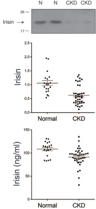 Figure 1. Irisin in healthy subjects and in patients with chronic kidney disease. A, Irisin expression measured by western blot analysis in normal control subjects (N) (n = 19) and in chronic kidney disease (CKD) patients (n = 38)