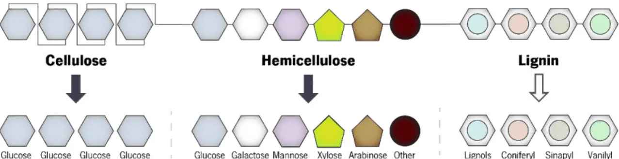 Figure 1.4. Schematic representation of lignocellulosic material composition. Arrows represent hydrolysis steps, where the dark arrows represent  hydrolysis  steps that generate fermentable sugars, while the white arrows  represent hydrolysis steps origina
