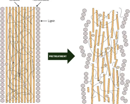 Figure 1.5. Effect of pretreatment on lignocellulosic structure. Adapted from Haghighi Mood et al