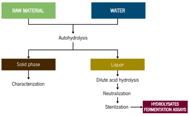 Figure 3.1. Schematic representation of the key-steps of hemicellulosic utilization. 