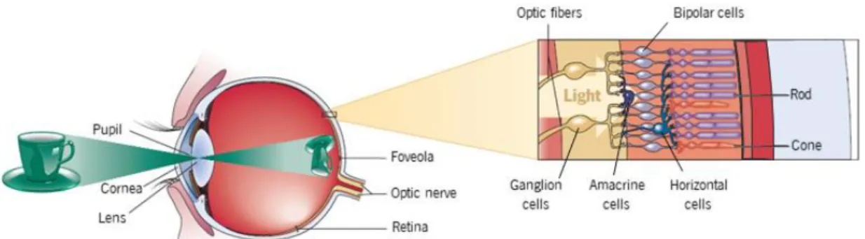 Figure 1.1. Schematic representation of a vertical section of the eye highlighting the retinal layers  (adapted from [20])
