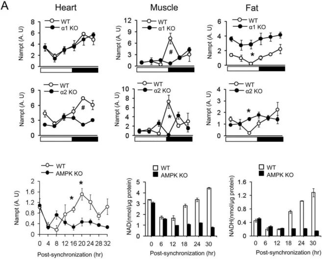 Figure 6. Circadian oscillation of NAD+ and Nampt gene expression requires AMPK. (A) Nampt gene expression patterns of heart, skeletal muscle and fat tissue during 24 hr for AMPKa1 2 / 2 , AMPKa2 2 / 2 and WT mice