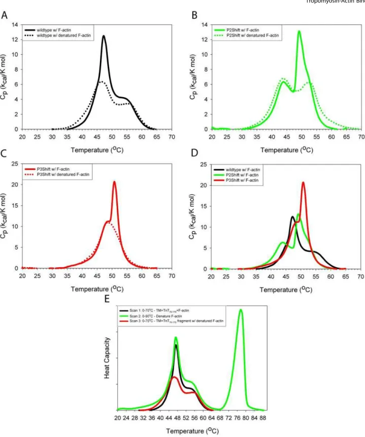 Figure 3. DSC scans of single cluster shift mutants with TnT 70–170 in the presence and absence of F-actin
