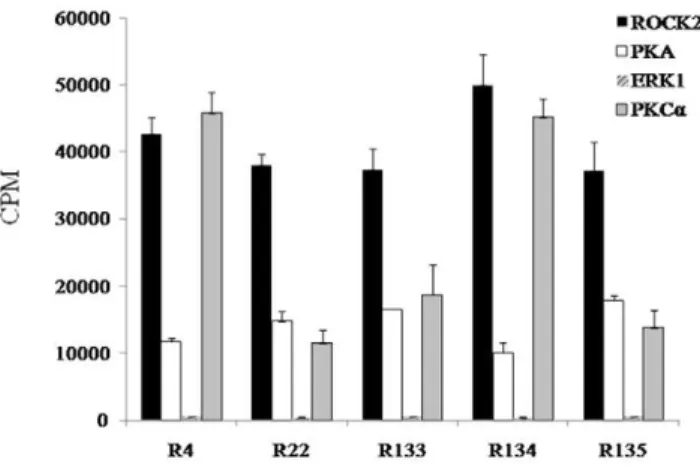 Figure 3. Phosphorylation of the top five peptide substrates (R4, R22, R133, R134, and R135) for ROCK2 by other enzymes (PKA, PKC a , or ERK1)