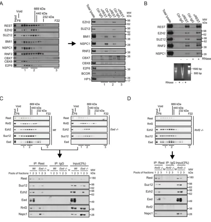 Figure 1. REST and Polycomb Repressor Complex 1 (PRC1) and PRC2 interact in vivo . (A) Nuclear extracts from NT2-D1 cells were processed for size-exclusion chromatography followed by Western blotting to reveal the profiles of Polycomb proteins, the transcr