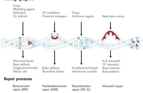 Figure 2. DNA damage repair pathways.  Exposure  to  ionizing  radiation,  free  radicals,  and  genotoxic  chemicals  as  well  as  routine  DNA  replication,  can  result  in  DNA  damage  and/or  mutations,  activating  several  DNA  repair  pathways  a