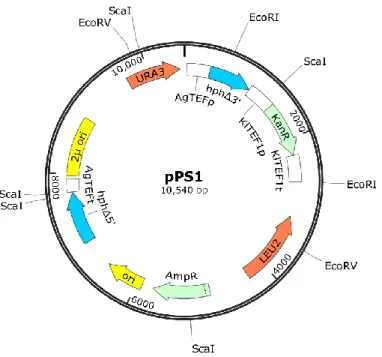 Figure 7. Scaled representation of the plasmid pPS1. This plasmid was constructed through  the  in  vivo  assembly  of  seven  fragments  by  the  homologous  recombination  mechanisms  in  Saccharomyces cerevisiae