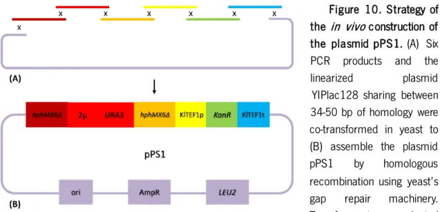 Figure  10.  Strategy  of  the in  vivo construction of  the  plasmid pPS1. (A)  Six  PCR  products  and  the  linearized  plasmid  YIPlac128  sharing  between  34-50 bp  of homology  were  co-transformed  in  yeast  to  (B)  assemble  the  plasmid  pPS1  