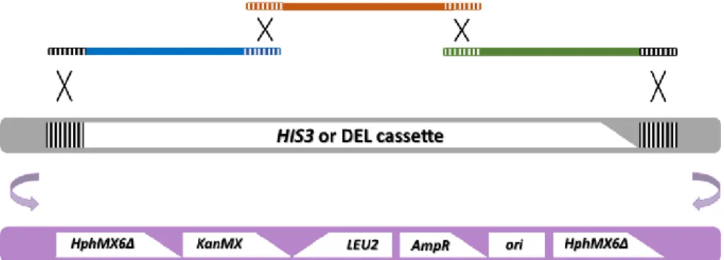 Figure 11. Strategy for the genomic integration of the dDEL cassette. The dDEL cassette was  amplified in three DNA segments from the plasmid pPS1 and then transformed in the yeast strains  to replace the  HIS3 gene (in CEN.PK and PE-2) or the DEL cassette