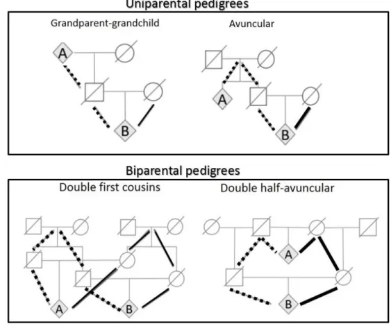 Figure 4 : Examples of uniparental and biparental pedigrees.