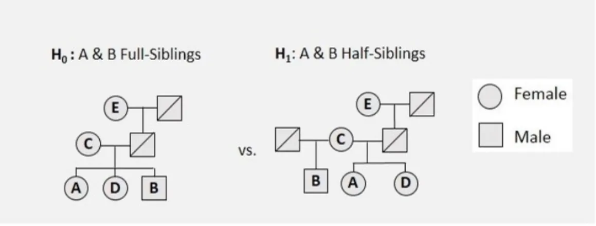 Figure 6 : Representation of the hypotheses H 0 : ”A and B are related as full-siblings“ and H 1 :”A and B are related as half-siblings“ - Figure 5 (a.).