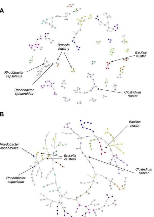 Fig 5. 2-way Czekanowski Networks. (a) 2-way Czekanowski Best Edges Network (b) Maximum Spanning Tree (MST) of the all-vs-all Czekanowski network