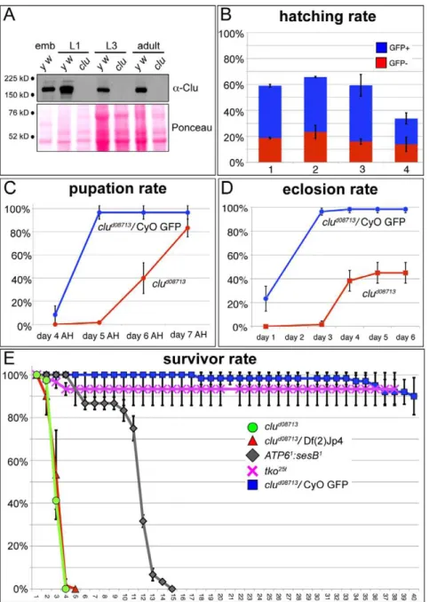 Figure 4. Clu function is critical in adults, but not in larvae. A) Western blot showing Clu is maternally deposited into wild type eggs (y w), but is absent in clu d08713 mutants in 1st instar larvae, 3rd instar larvae and adults