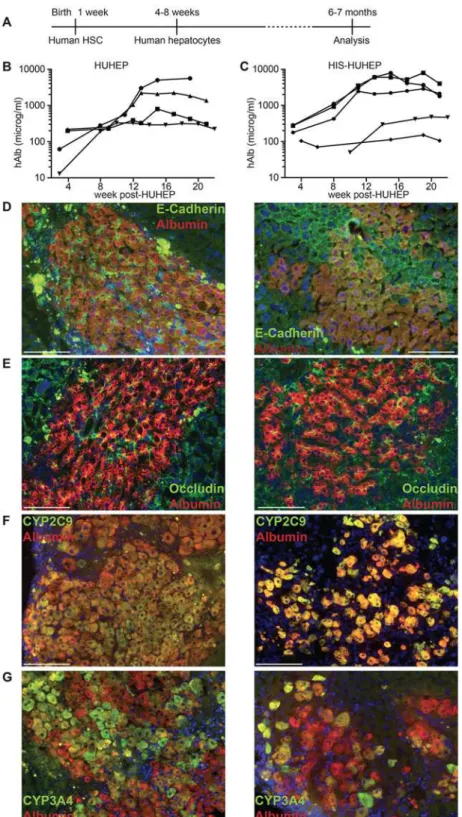 Fig 1. Experimental timeframe and analysis of human hepatocyte engraftment in HUHEP and HIS- HIS-HUHEP mice