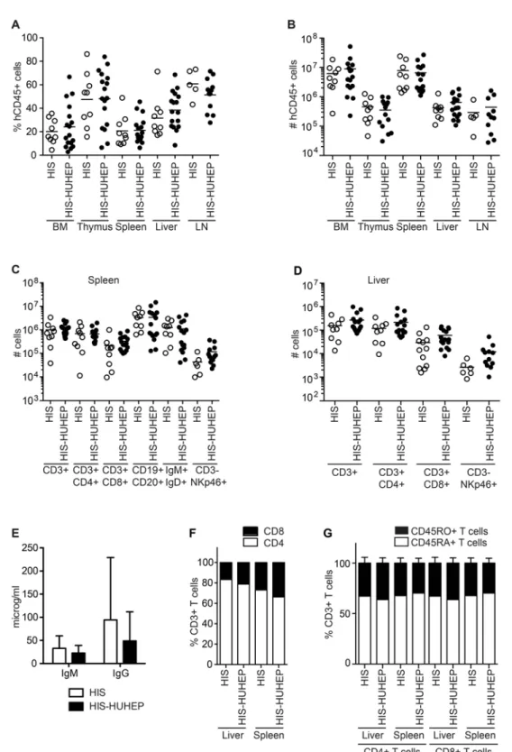 Fig 3. Analysis of human immune cells in HIS and HIS-HUHEP mice. The (A) percentage and (B) total number of hCD45 + cells in the bone marrow (BM), thymus, spleen, liver and lymph nodes (LN) in HIS and HIS-HUHEP mice were determined