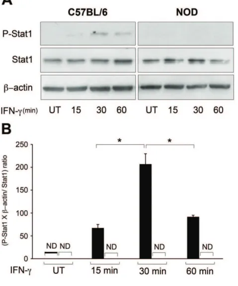 Figure 7. IFN-c-induced-STAT1 phosphorylation in C57BL/6 and NOD dermal fibroblasts. Following starvation for 18 hours, dermal fibroblasts from NOD (open bars) and C57BL/6 (solid bars) mice were remained untreated or treated with 1000 U IFN-c per ml of DME