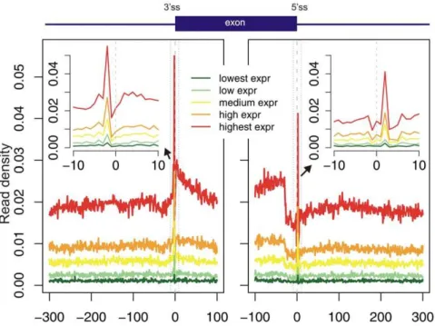 Figure 3. GRO-seq reads localization along exons and introns. Exons were aligned by their 3 9 ss (left panel) or by their 5 9 ss (right panel)