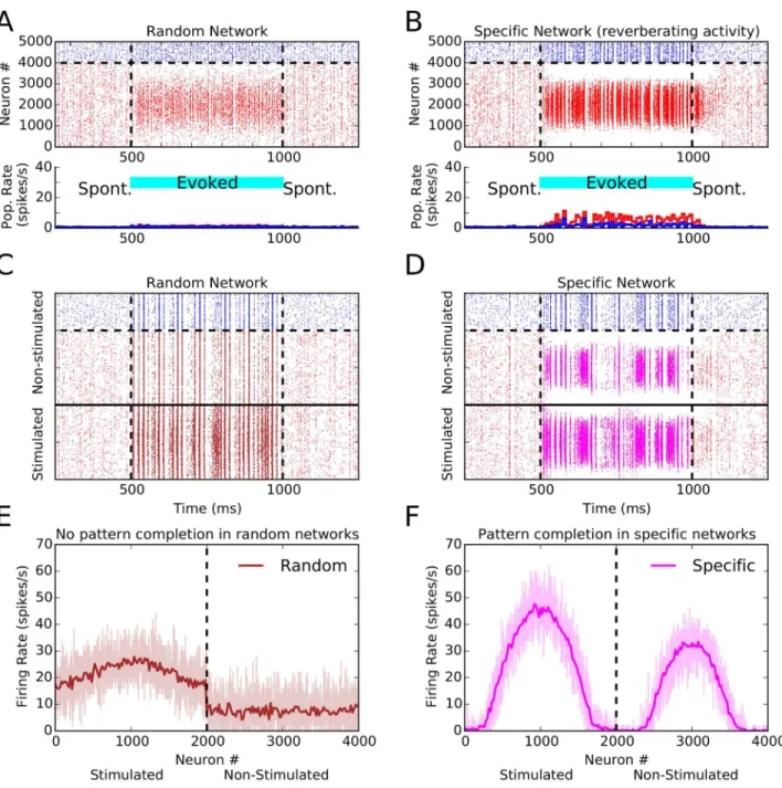 Fig 4. Reverberating activity and pattern completion in networks with specific connectivity