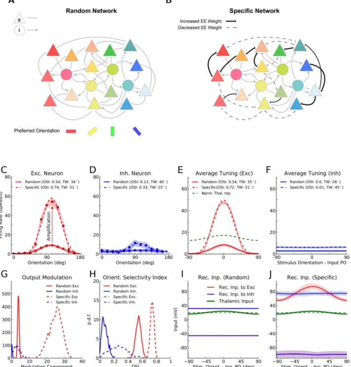 Fig 1. Orientation selectivity in networks with random or specific patterns of connectivity