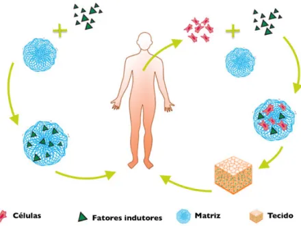 Figura 2.1 – Ilustração das duas abordagens mais frequentes para reparação de tecidos in vivo em  engenharia de tecidos, adaptado de [11]