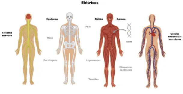 Figura 2.7 – Representação da localização dos tecidos onde sinais elétricos e piezoelétricos são  mais relevantes