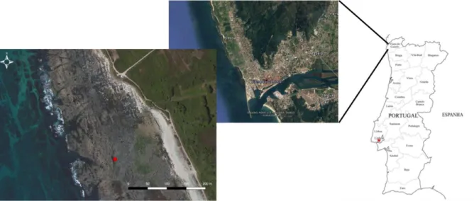 Figura 8. Localização do local de amostragem na Freguesia de Areosa em Viana do Castelo, Portugal (local exato representado por ponto  vermelho).