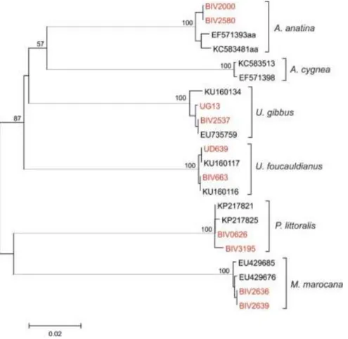Figure 1 -  Neighbour-Joining (NJ) phylogeny of Unionida from Morocco. Four individuals of each known species were included