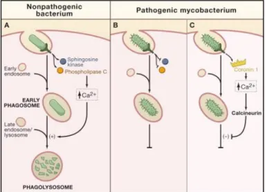 Figure 1. Immune evasion strategies from pathogenic mycobacteria. Recognition and internalization of  non-pathogenic bacterium leads to activation of signal transduction enzymes which increase the levels  calcium ions inducing the fusion of the early phago