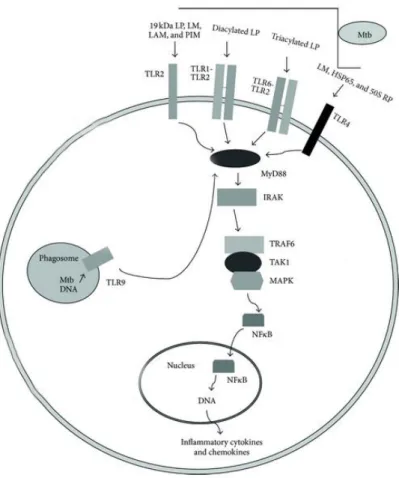 Figure  2.  M. tuberculosis (Mtb) recognition by TLRs, in macrophages. Several mycobacterial ligands,  glycolipids and lipoproteins present in mycobacteria cell wall can be recognized by TLR2 alone or in  association with TLR1 or TLR6