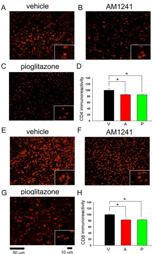 Fig 5. Post-treatment with pioglitazone or AM1241 reduced CD4 and CD8 immunoreactivity in the peri-lesioned area