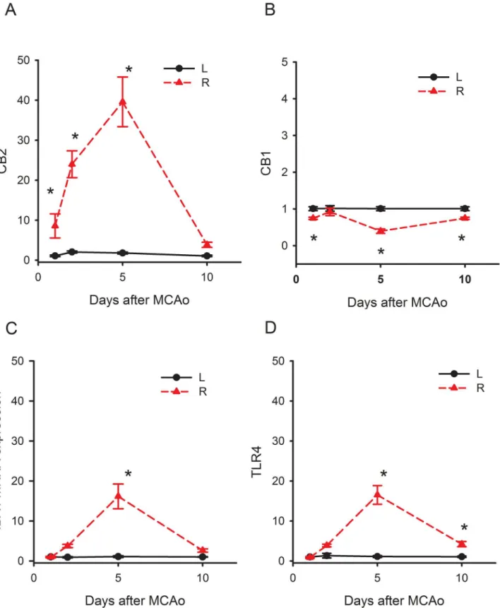 Fig 1. Time-dependent changes of IBA1, TLR4, CB1 and CB2 mRNA in the ischemic cortex 