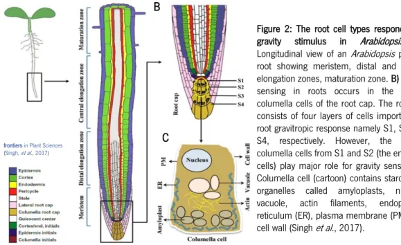 Figure  2:  The  root  cell  types  responding  to  gravity  stimulus  in  Arabidopsis 