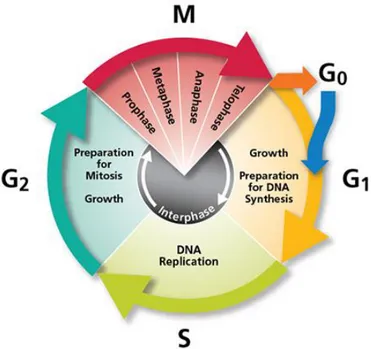 Figure 6: Schematic of the cell (division) cycle. Cell cycle consists of four essential phases, G1 (Gap 1), S (Synthesis),  G2 (Gap 2), and M (Mitosis for cell division).