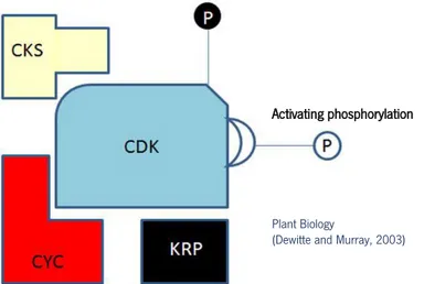 Figure 7: Cyclin-dependent kinase (CDK) activity is regulated at multiple levels. Monomeric CDK lacks activity until it  forms a complex with cyclins (CYC) and is activated by phosphorylation by CDK-activating kinase (CAK)