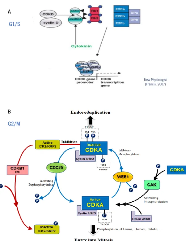 Figure 8: Different cyclin-dependent kinase (CDKs) and cyclins regulate G1/S and G2/M transition points through  the cell cycle progression