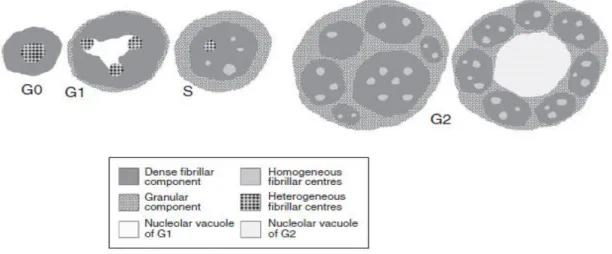 Figure 10: Nucleolar models in the different interphase periods. It is shown the relative nucleolar size, as well as the  distribution of the nucleolar structural subcomponents in each period