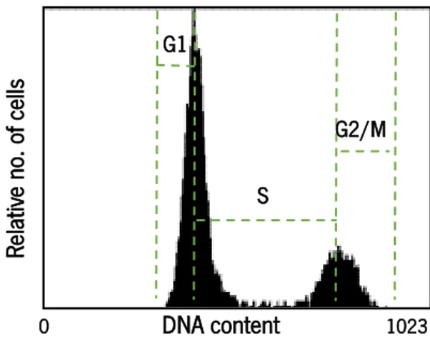Figure 11 : Cell cycle phases determination according to the DNA content in each cell